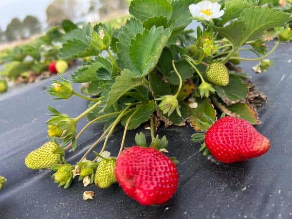 Strawberries