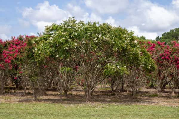 Crape Myrtle