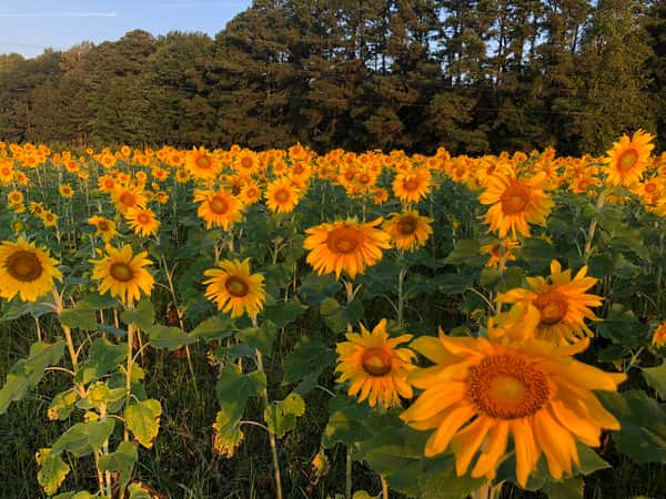Sunflowers