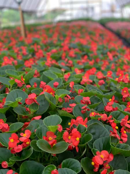Nursery