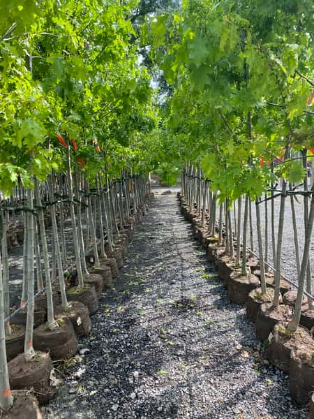 Trees 