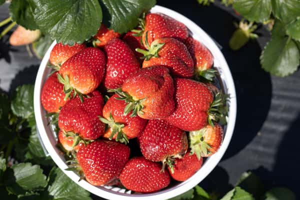 Strawberry Days