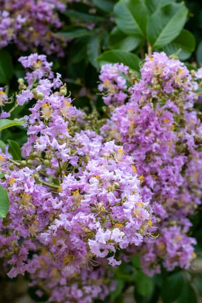 Crape Myrtles
