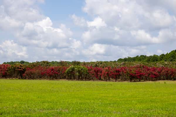 Crape Myrtles