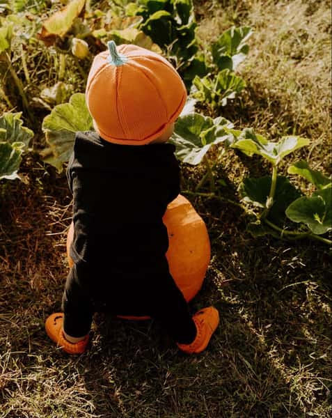 Pick Your Own Pumpkin