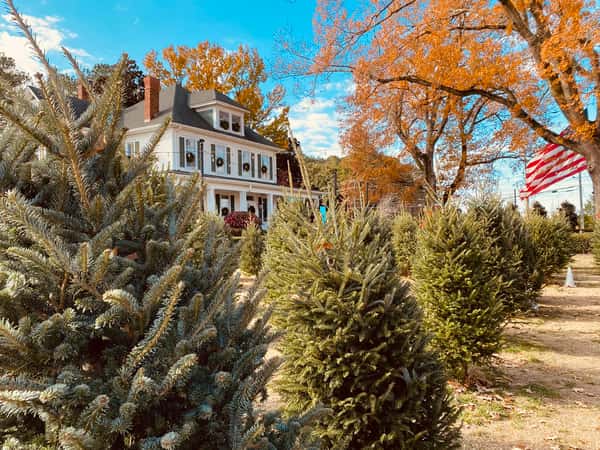 Christmas at the Farm