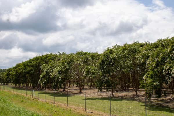 Crape Myrtle