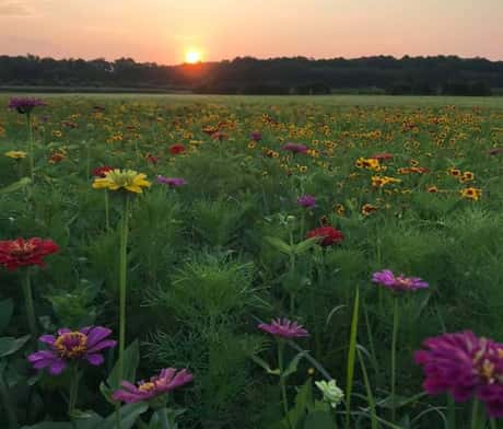 pick wildflowers