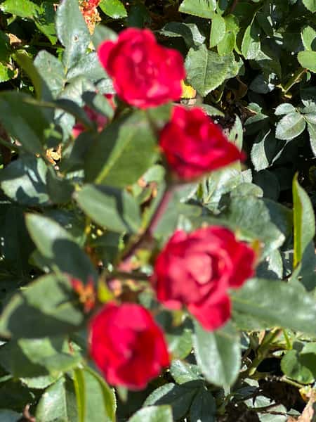 Greenbrier Farms Nursery