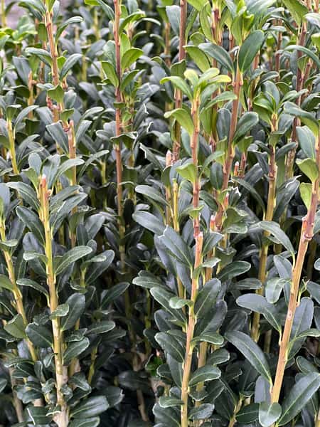 Greenbrier Farms Nursery