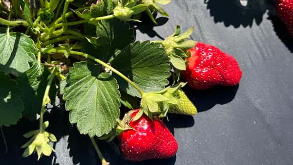 Strawberries