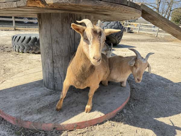 goats