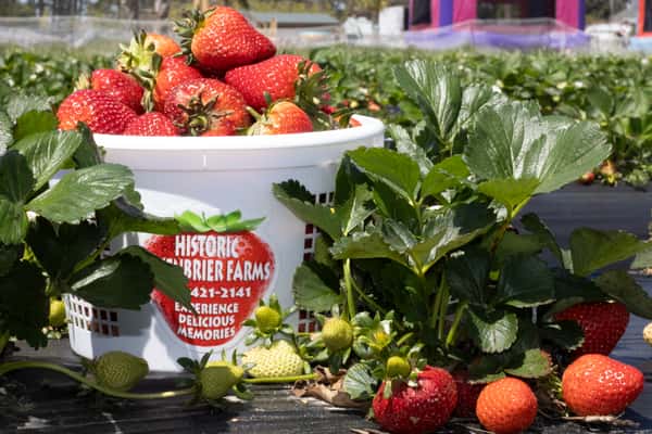 Strawberry Days