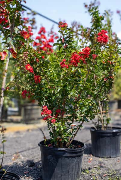 Crape Myrtles