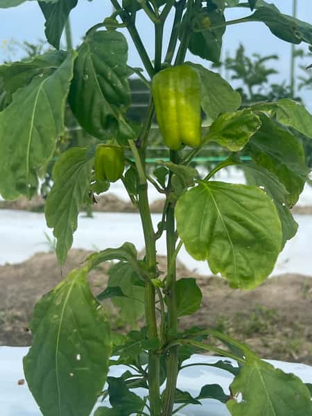 Pepper