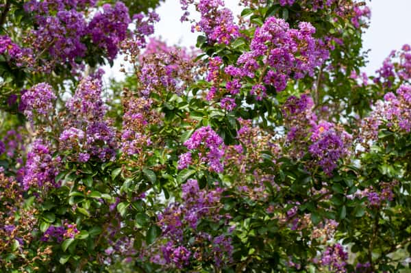 Crape Myrtles