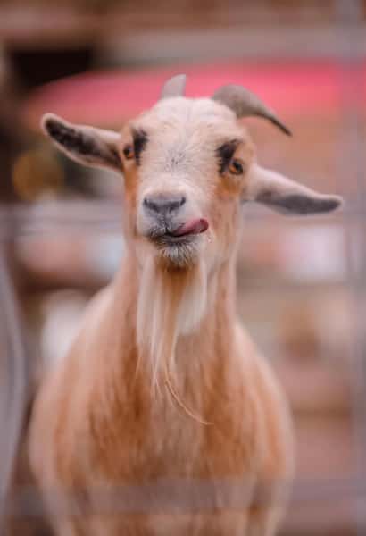 goat