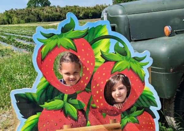 Strawberries