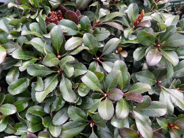 Greenbrier Farms Nursery
