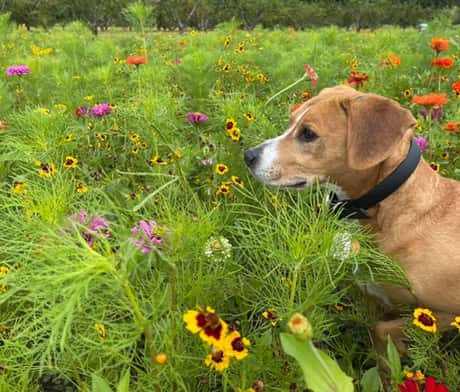 pick wildflowers