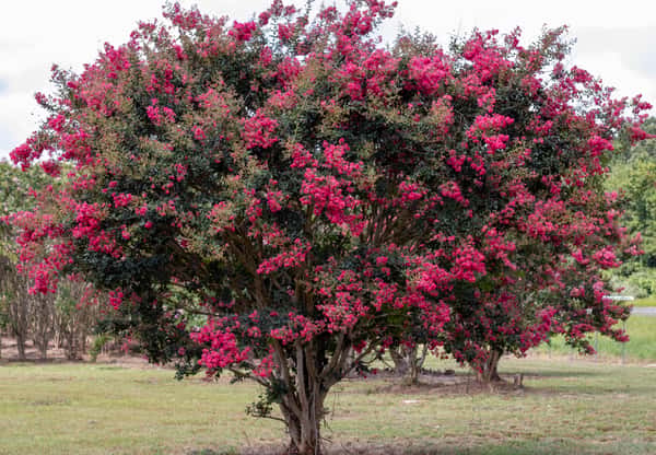 Crape Myrtle