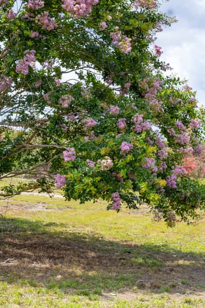 Crape Myrtle
