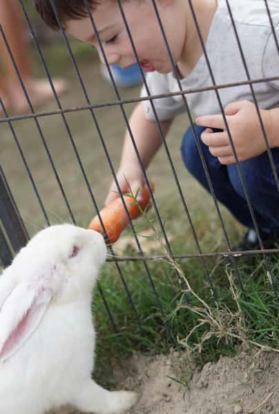 Bunny