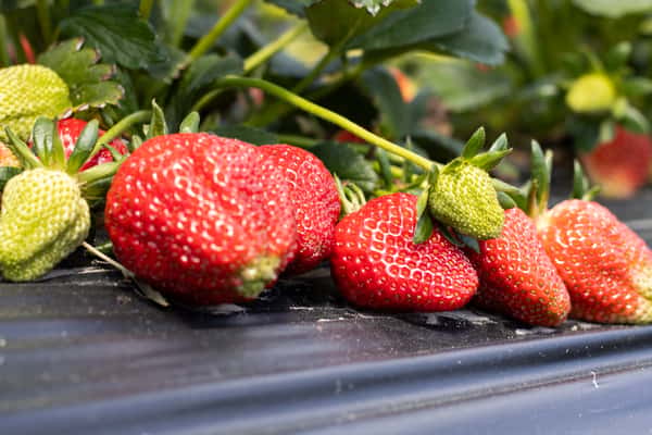 Strawberry Days
