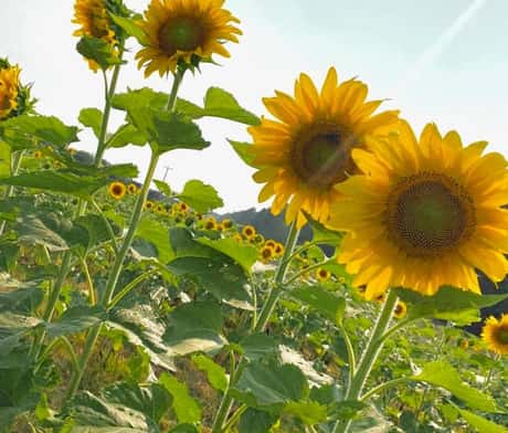 Sunflowers