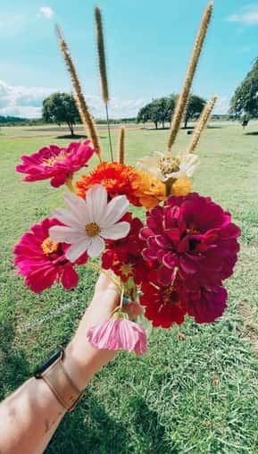 pick wildflowers