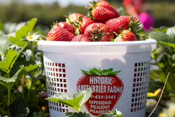 Strawberry Days