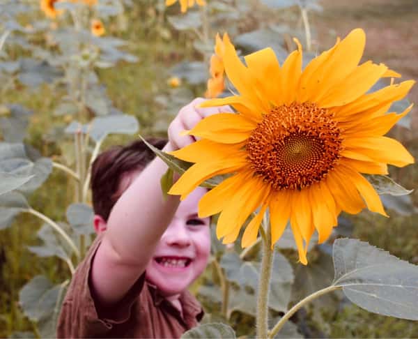 Sunflower Field
