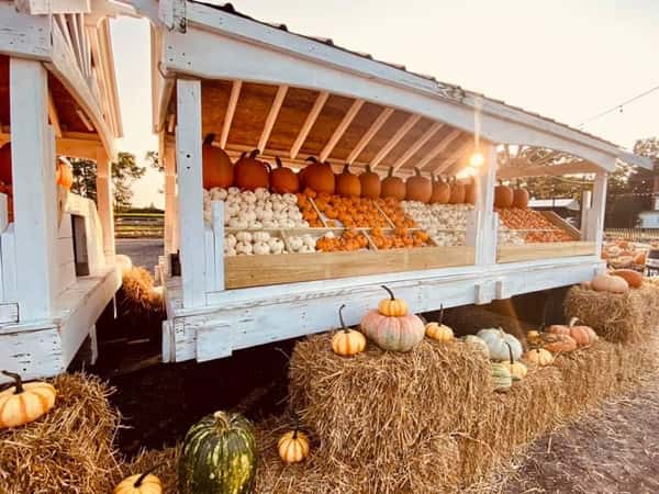 Pumpkin Cart