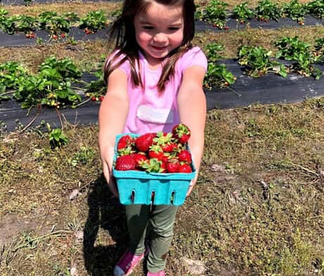 Strawberry picking