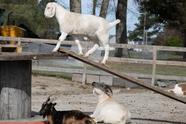 Barnyard Animals