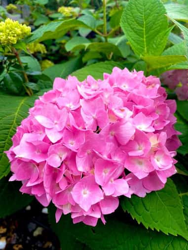 Garden Center