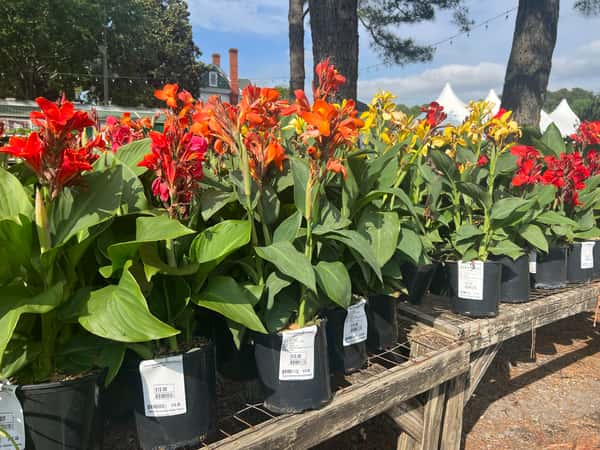 Greenbrier Farms Nursery