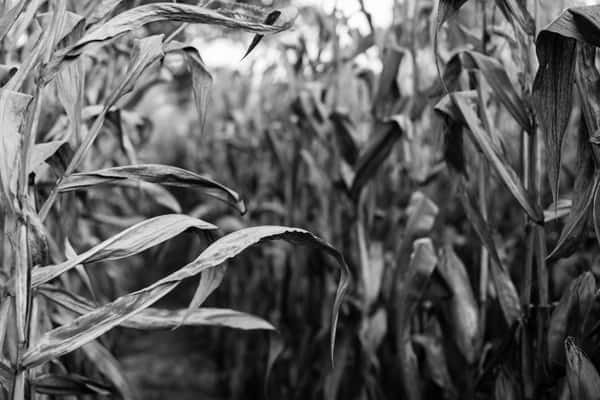 Haunting at Greenbrier Farms