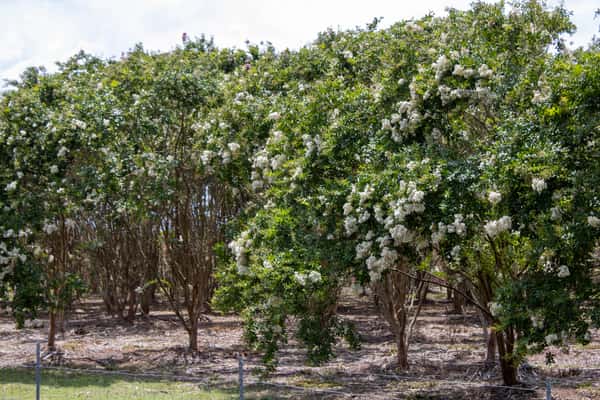 Crape Myrtle