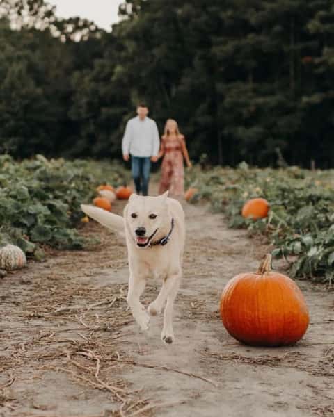 Pumpkin Fields 