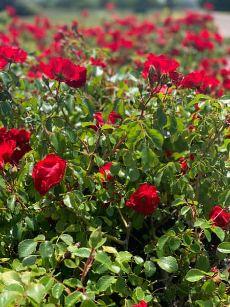 Greenbrier Farms Nursery