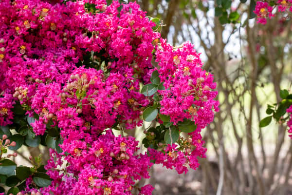 Crape Myrtle