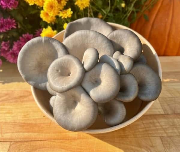 Grey Oyster
