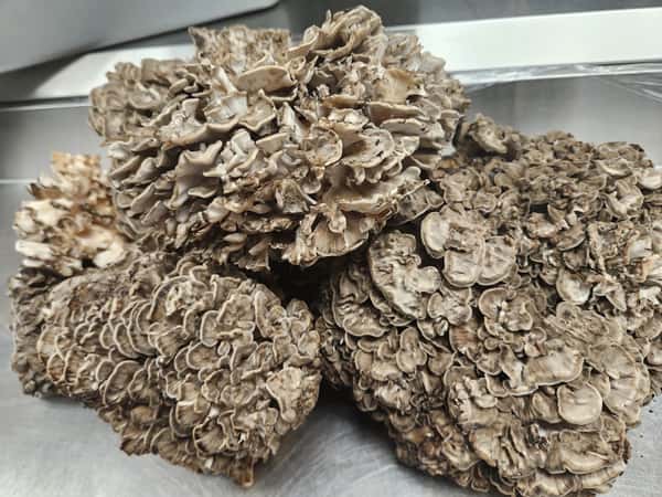 Hen of the Woods Mushrooms for the special this weekend!