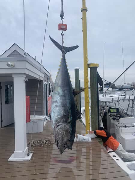 Giant tuna weigh in