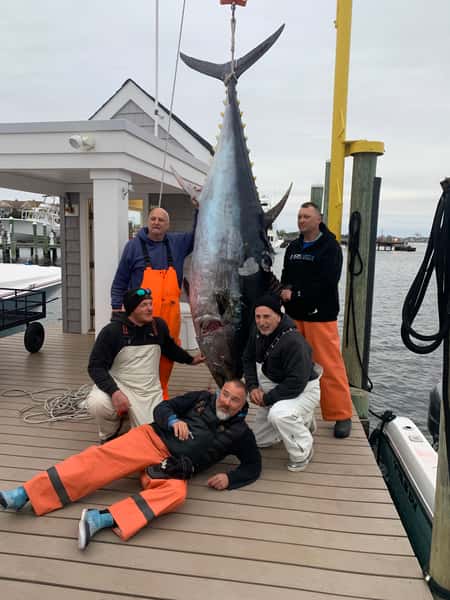 Fisherman weighing giant tuna