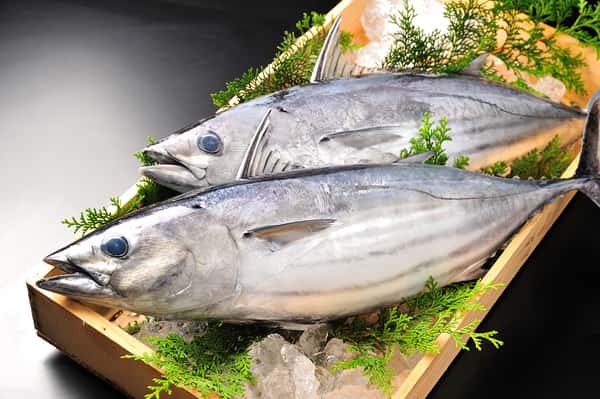 fish