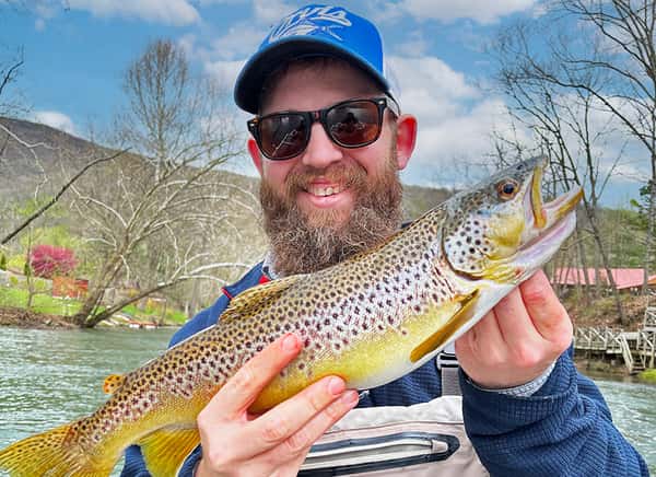 Brown trout