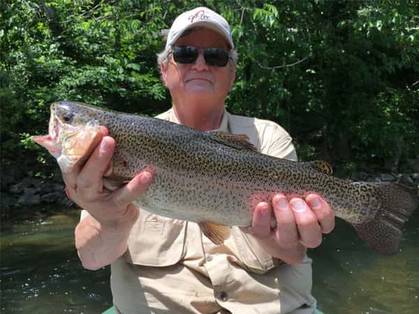 Trout