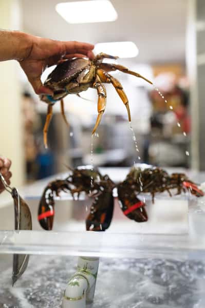 crabs